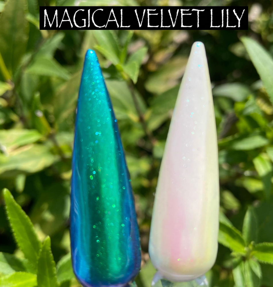 Velvet Lily