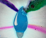 Rainbow Christmas Lights Prize Bath Bomb: Blue